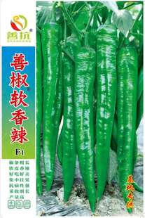 【善椒软香辣】杂交辣椒种子早中熟尖椒辣味香浓口感好丰产抗病