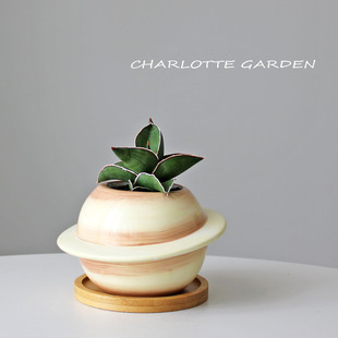 夏洛特花园 玫瑰武士 鹰嘴芦荟 喜阳耐阴室内绿植小盆栽 创意礼物