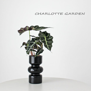 大仙女海芋水培植物桌面绿植盆栽北欧ins风网红绿植室内净化空气