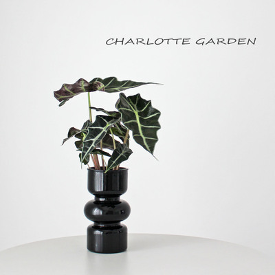 大仙女海芋水培植物桌面绿植