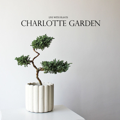 夏洛特花园塔松中国风盆栽