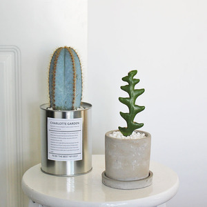 奇趣植物办公室桌面绿植 鱼骨令箭金青阁 仙人掌小盆栽 创意礼物