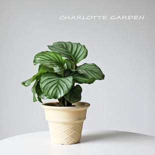 室内易活绿植 好养客厅耐阴绿植 乔迁盆栽 北欧风四季 青苹果竹芋