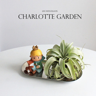 生日 夏洛特花园 创意礼物 奇趣植物 懒人植物 空气凤梨 办公室