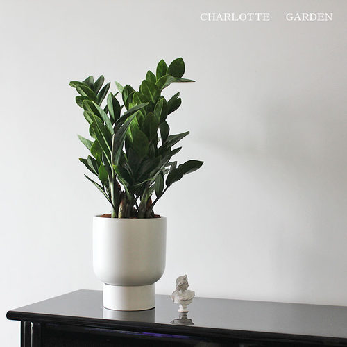 寓意招财金宝金钱树盆栽