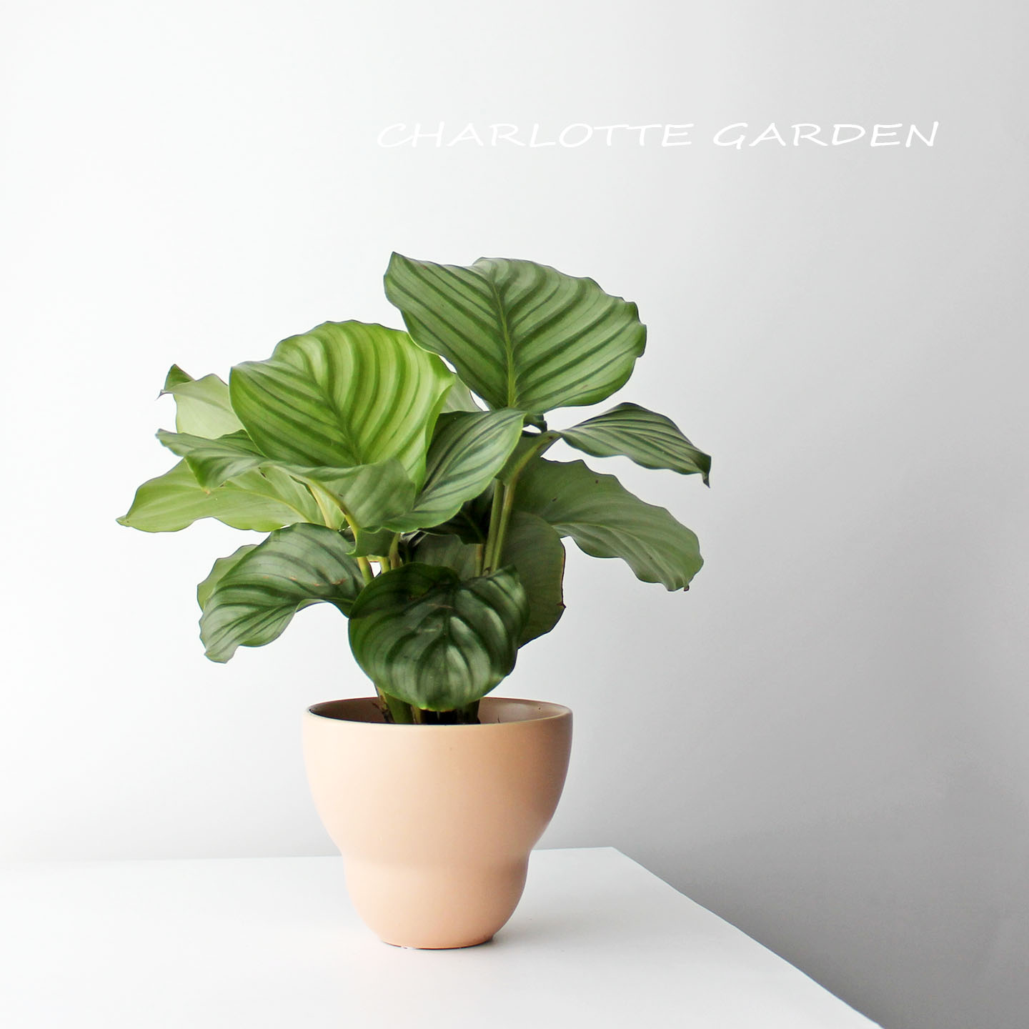 北欧风室内耐阴绿植青苹果竹芋