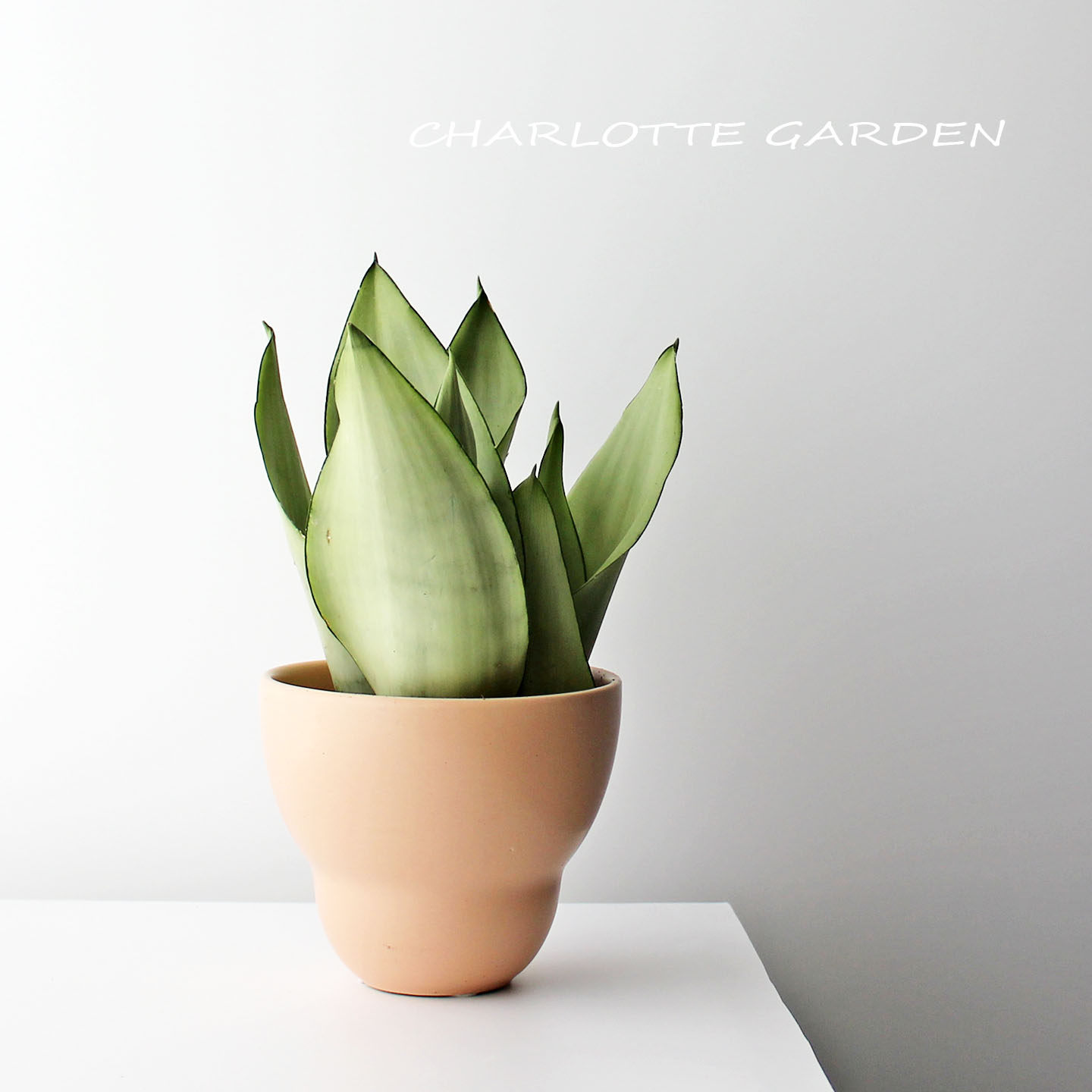 白玉虎皮兰净化空气耐旱盆栽