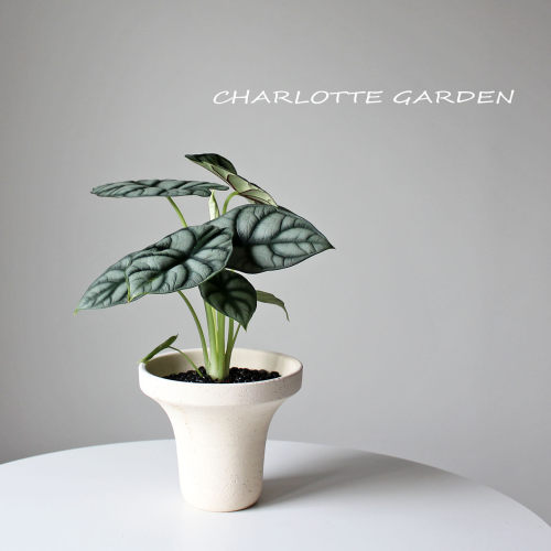 白犀牛海芋耐阴室内绿植