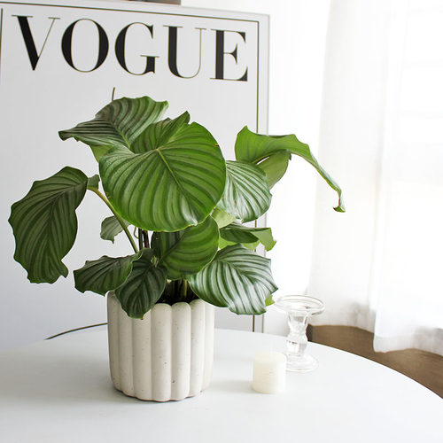 北欧ins风绿植青苹果竹芋