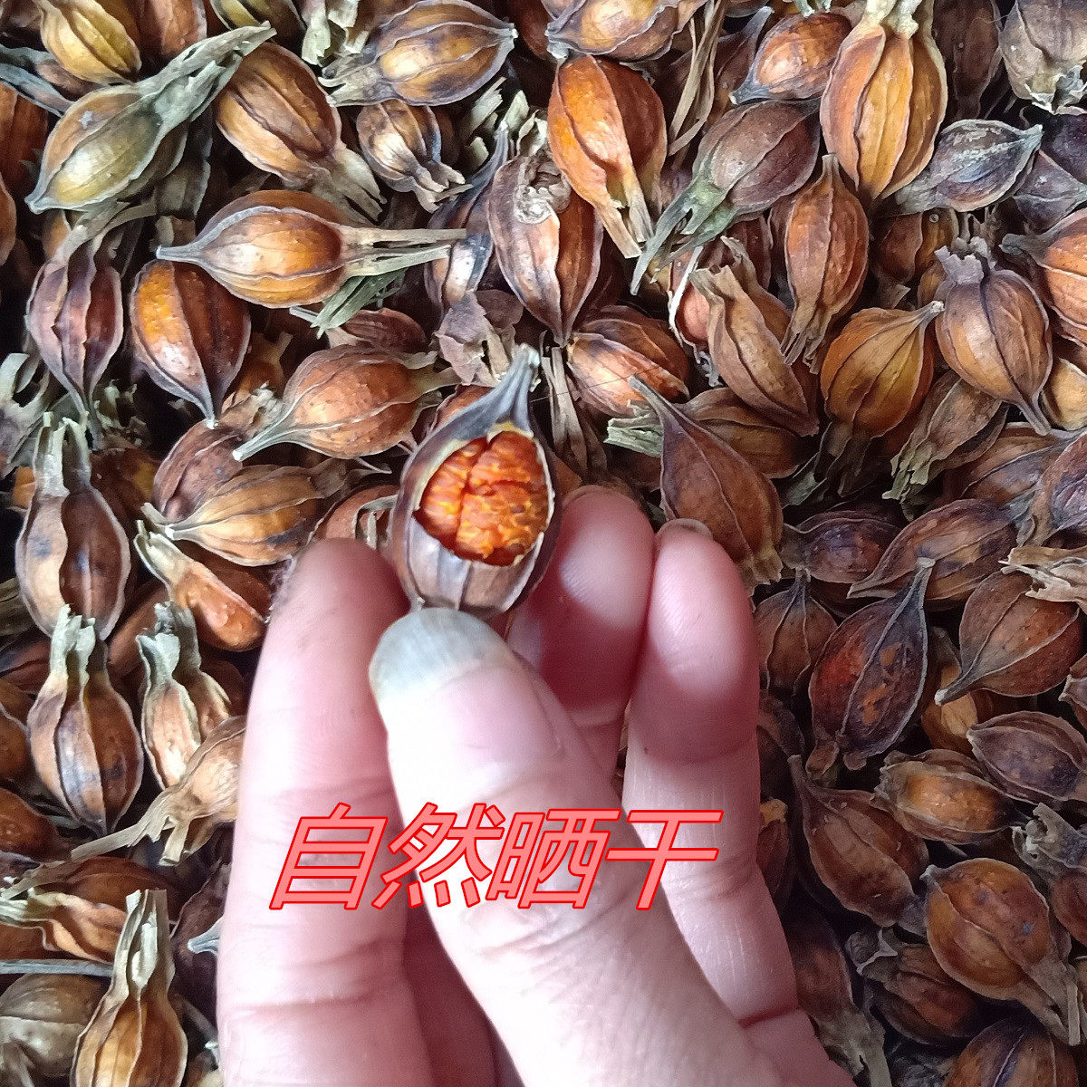 江西野生干栀子 黄栀子 山栀子果自然晒干泡茶 卤肉上色散装500克