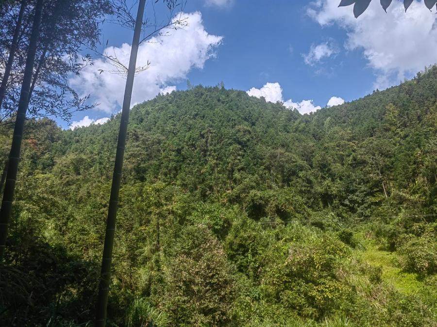 上堡乡良和村坑口、大窝埂、矮排窝、屋场边86.3亩森林资源