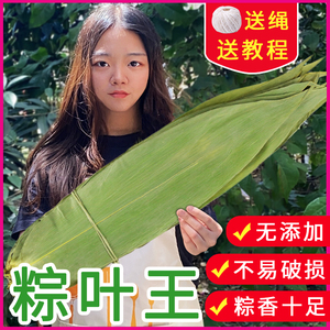 超特大粽叶干粽子叶免邮新鲜大号棕叶家用包粽子的叶子箬叶芦苇小