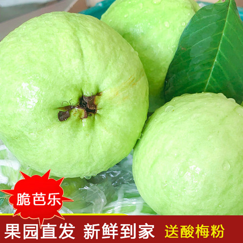 【果园直发】新鲜芭乐白心脆甜廉江番石榴水果低糖孕妇水果一整箱