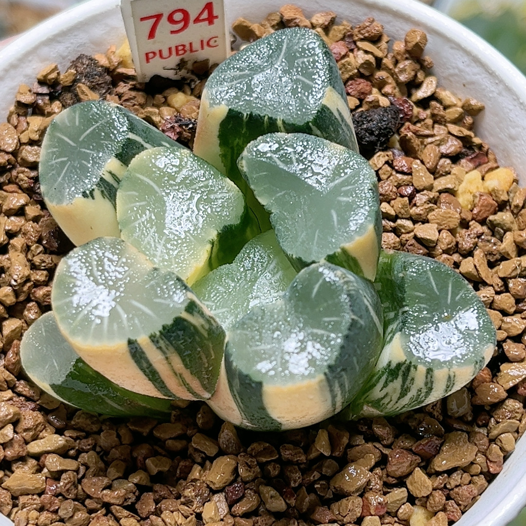 794号欧大宝实生,鲜花速递/花卉仿真/绿植园艺,多肉植物,淘宝优惠券,粉丝福利购,淘宝优惠卷