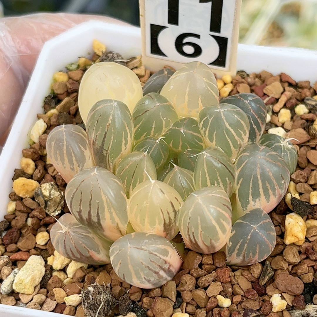 11号糊斑霓虹灯,鲜花速递/花卉仿真/绿植园艺,多肉植物,淘宝优惠券,粉丝福利购,淘宝优惠卷