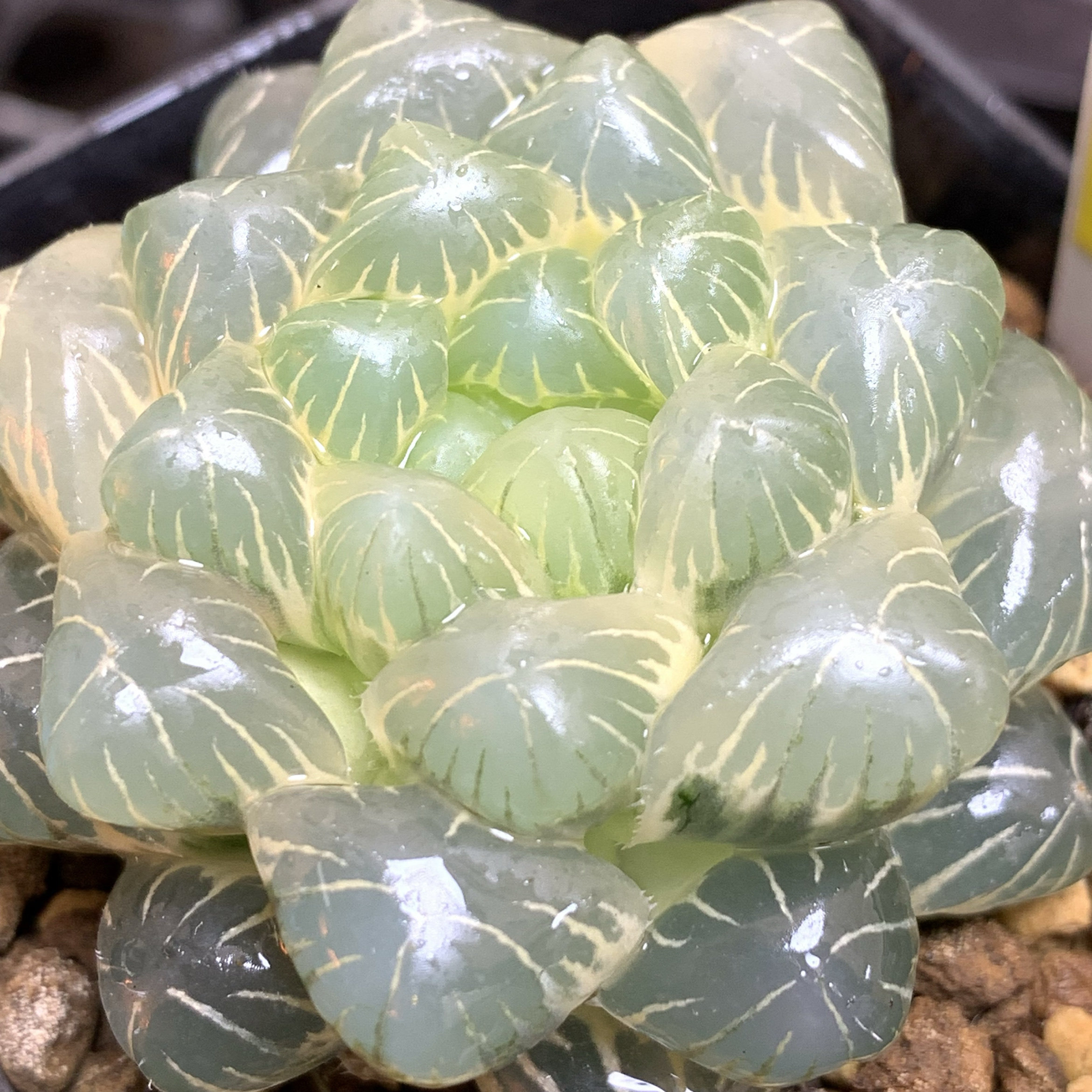 精品糊斑水晶×冰川玉露锦苇十二卷精品盆栽一物一拍多肉植物肉肉,鲜花速递/花卉仿真/绿植园艺,多肉植物,淘宝优惠券,粉丝福利购,淘宝优惠卷