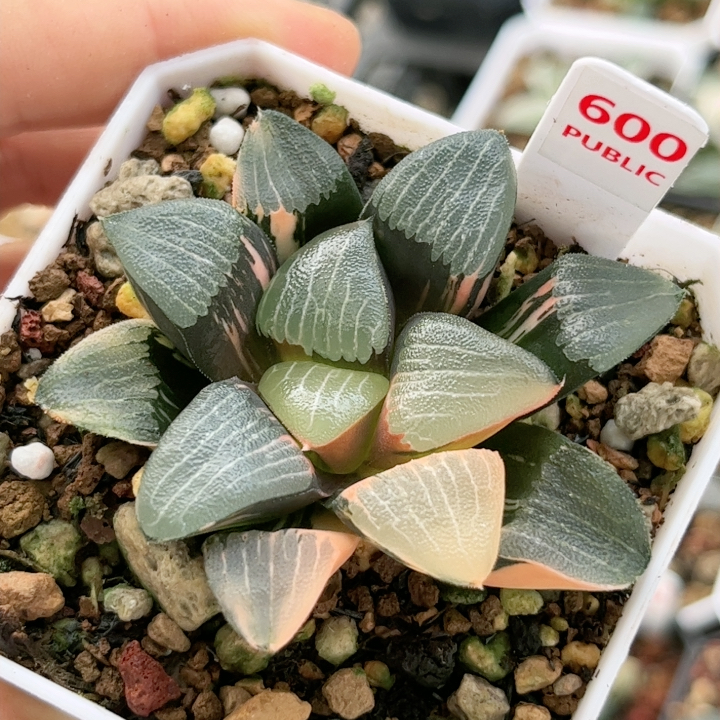 600号和田玉克