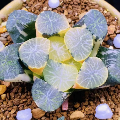 多肉植物套餐十二卷玉露冰灯