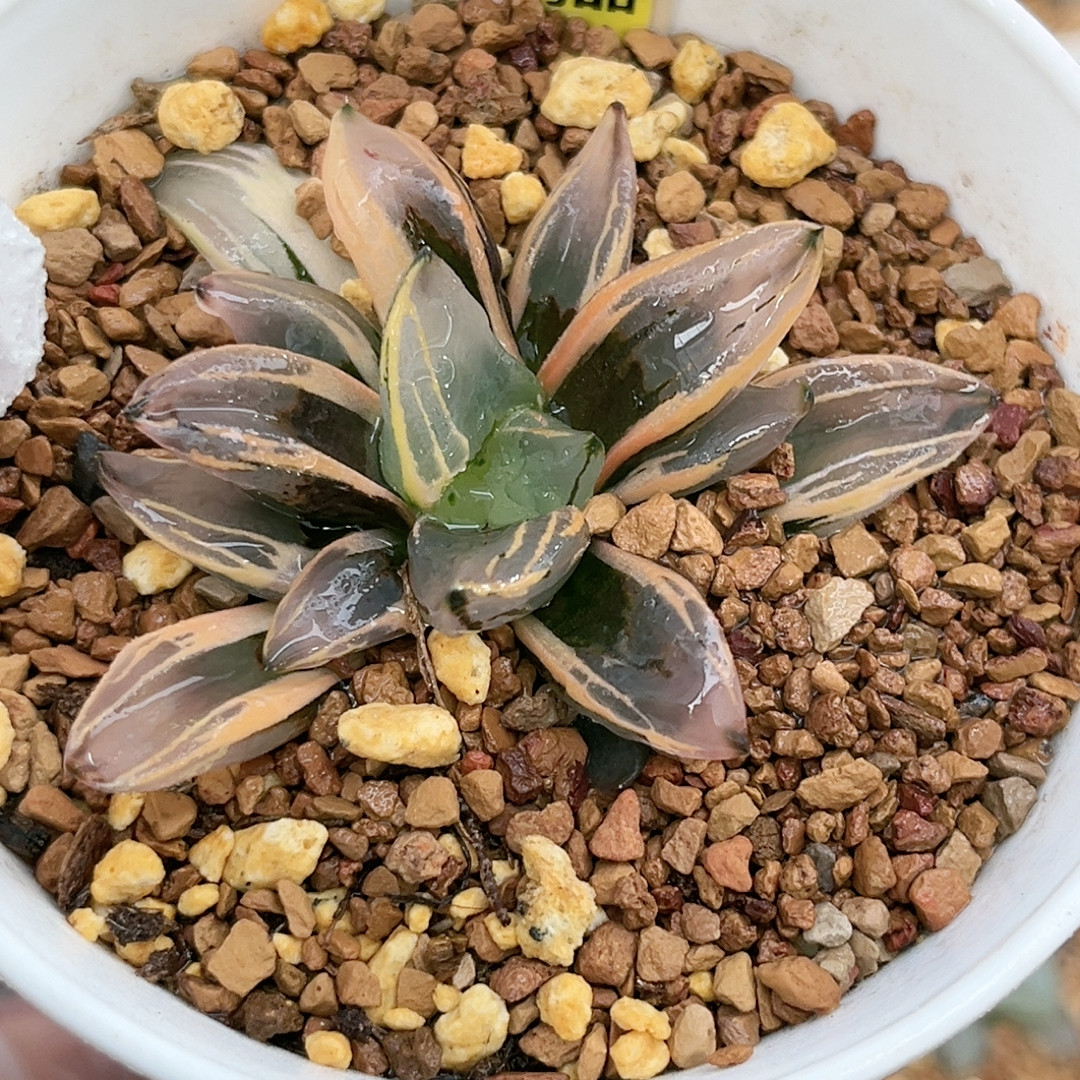 36号西瓜变异锦,鲜花速递/花卉仿真/绿植园艺,多肉植物,淘宝优惠券,粉丝福利购,淘宝优惠卷