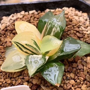 龙喜寿锦多肉植物迷你盆栽玉扇冰灯锦霓虹灯玉扇锦万象欧若拉