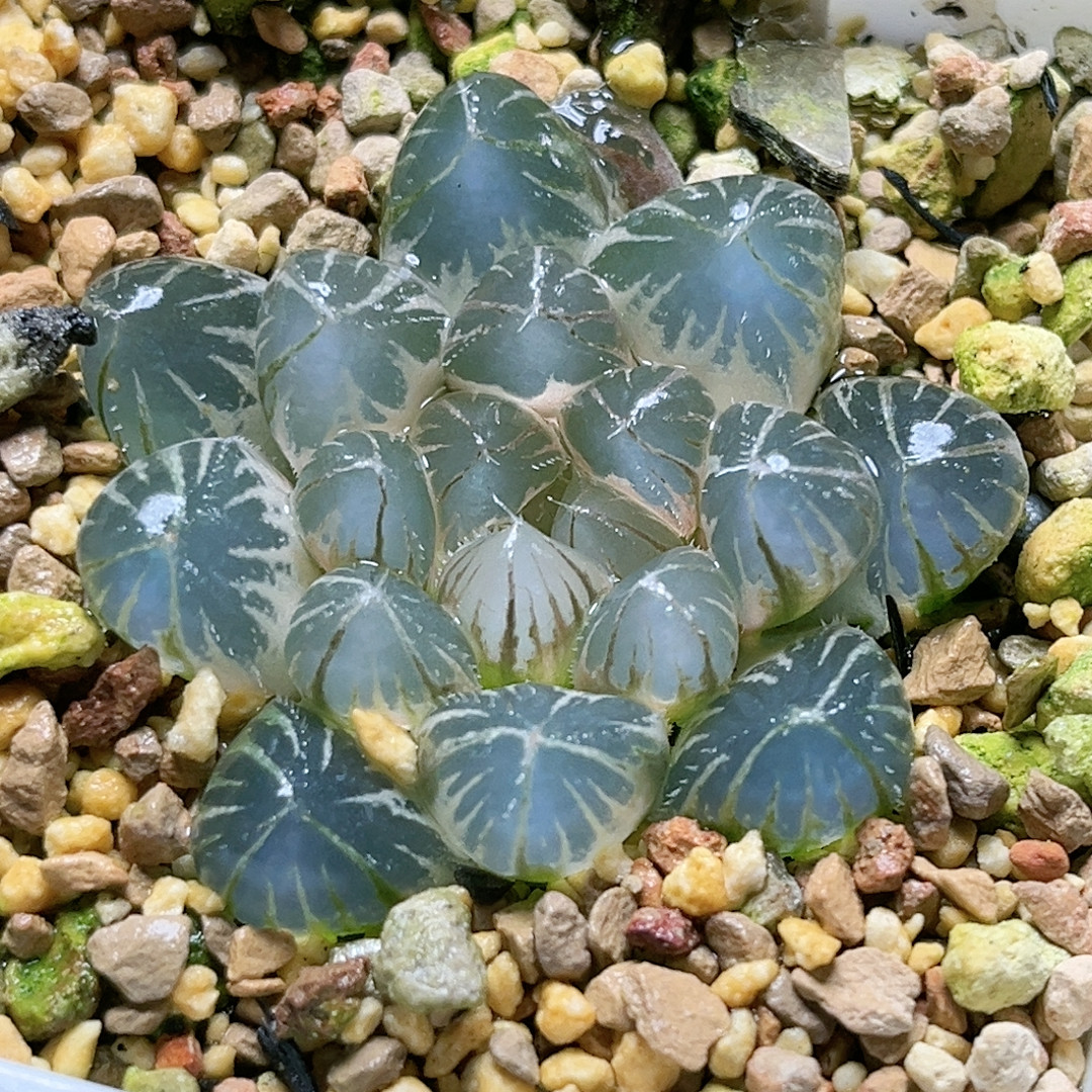 37号糊斑龙珠玉露锦,鲜花速递/花卉仿真/绿植园艺,多肉植物,淘宝优惠券,粉丝福利购,淘宝优惠卷