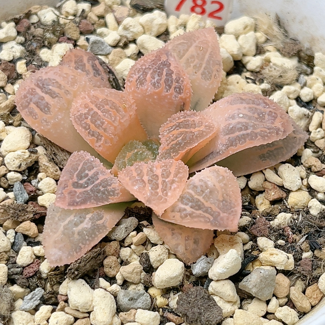 782号糊斑聚味城,鲜花速递/花卉仿真/绿植园艺,多肉植物,淘宝优惠券,粉丝福利购,淘宝优惠卷