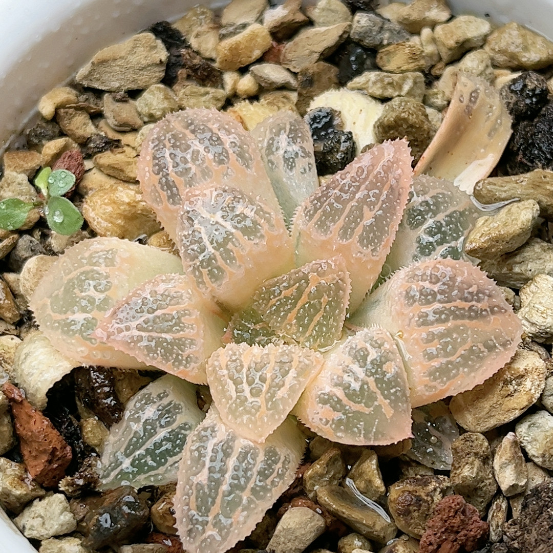 543号糊斑聚味城,鲜花速递/花卉仿真/绿植园艺,多肉植物,淘宝优惠券,粉丝福利购,淘宝优惠卷