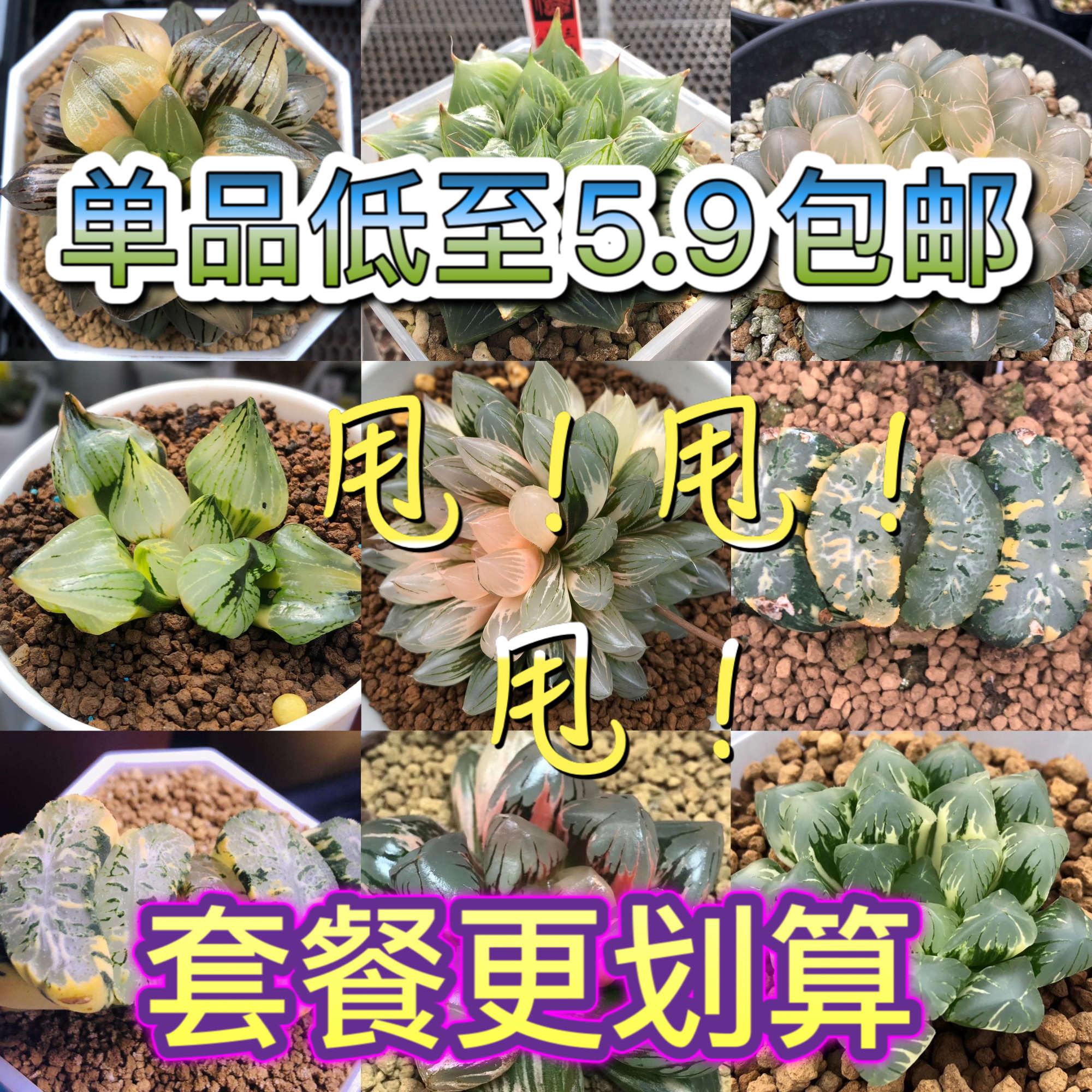 多肉植物套餐十二卷玉露冰灯