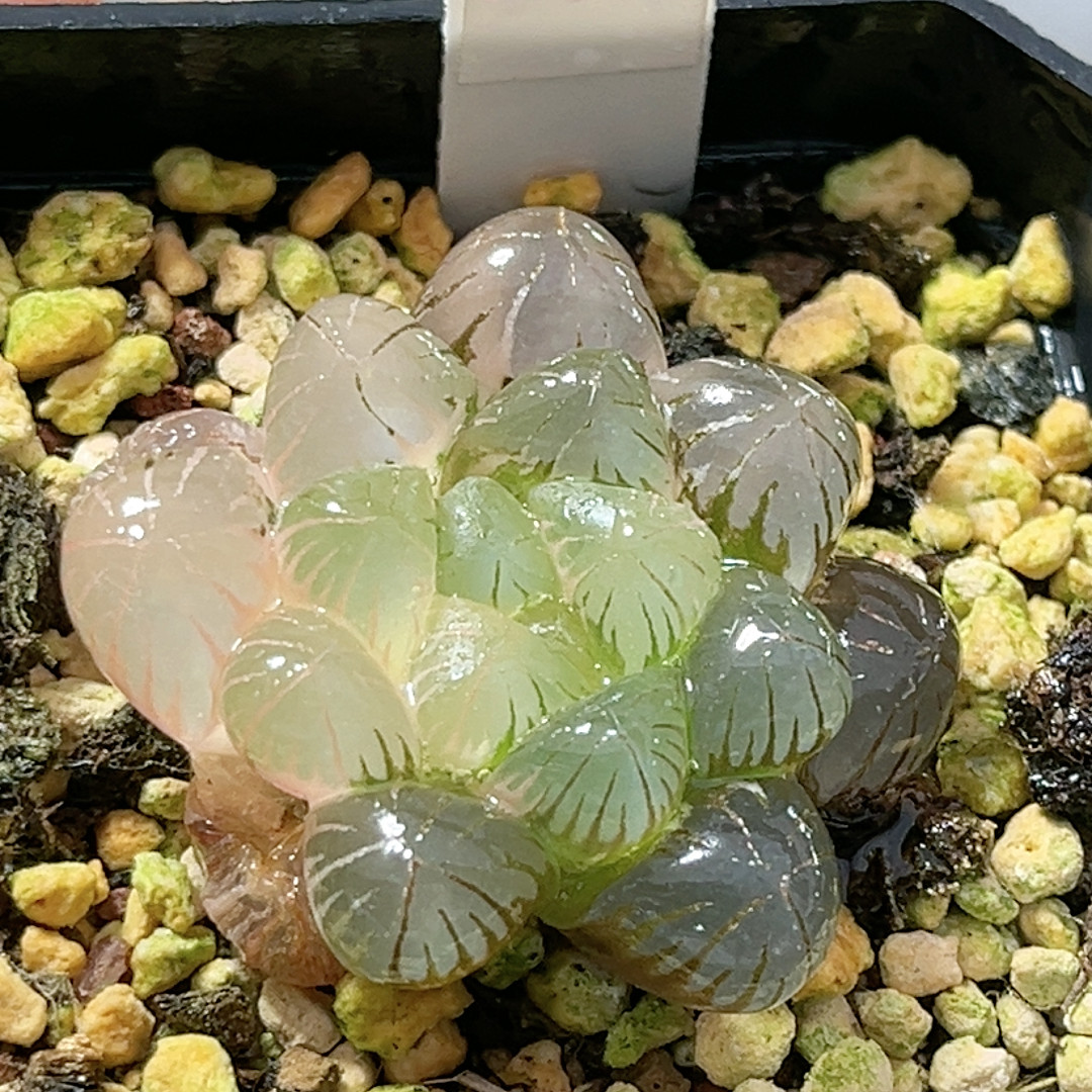 86号姬玉露锦