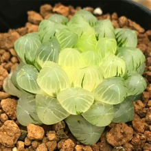 特价一物一拍姬玉露锦冰灯蓝镜瓦苇十二卷多肉植物精品迷你盆栽