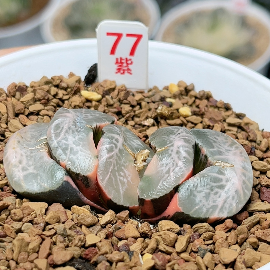 77号碧峰玉扇锦,鲜花速递/花卉仿真/绿植园艺,多肉植物,淘宝优惠券,粉丝福利购,淘宝优惠卷