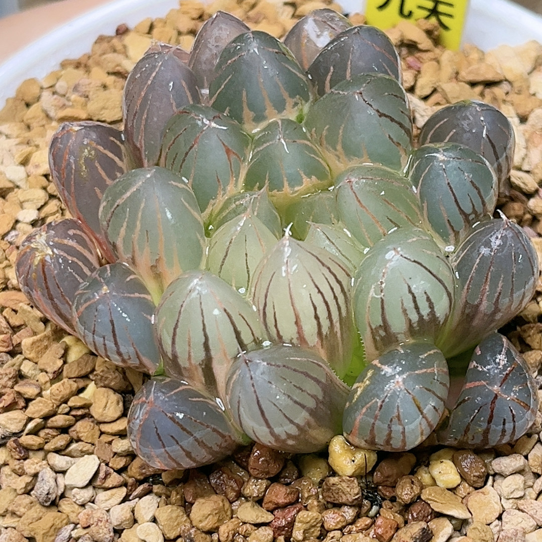 766号糊斑霓虹灯,鲜花速递/花卉仿真/绿植园艺,多肉植物,淘宝优惠券,粉丝福利购,淘宝优惠卷