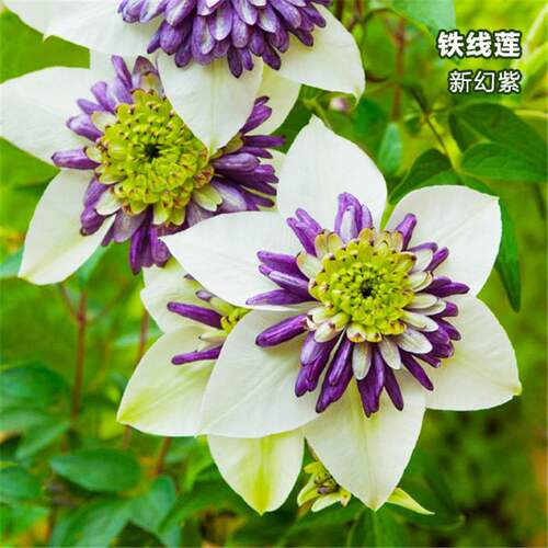 四季铁线莲带花盆栽地栽爬藤植物