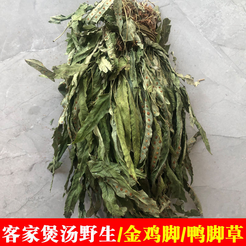 鸭掌草 野生金鸡脚中草药 客家新鲜晒干鸭脚草 纯天然炖汤品