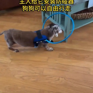 狗狗失明盲眼防撞圈头部保护圈子导盲保护罩子宠物白内障护理用品