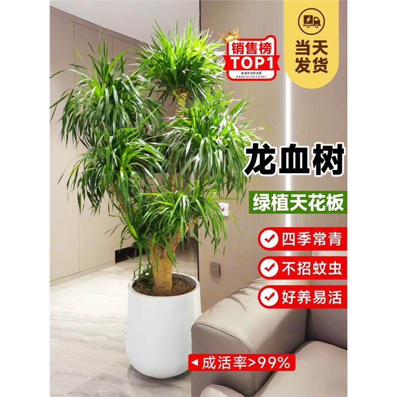 龙血树大型室内盆栽多头龙须树绿植客厅办公室龙铁树植物造型盆景