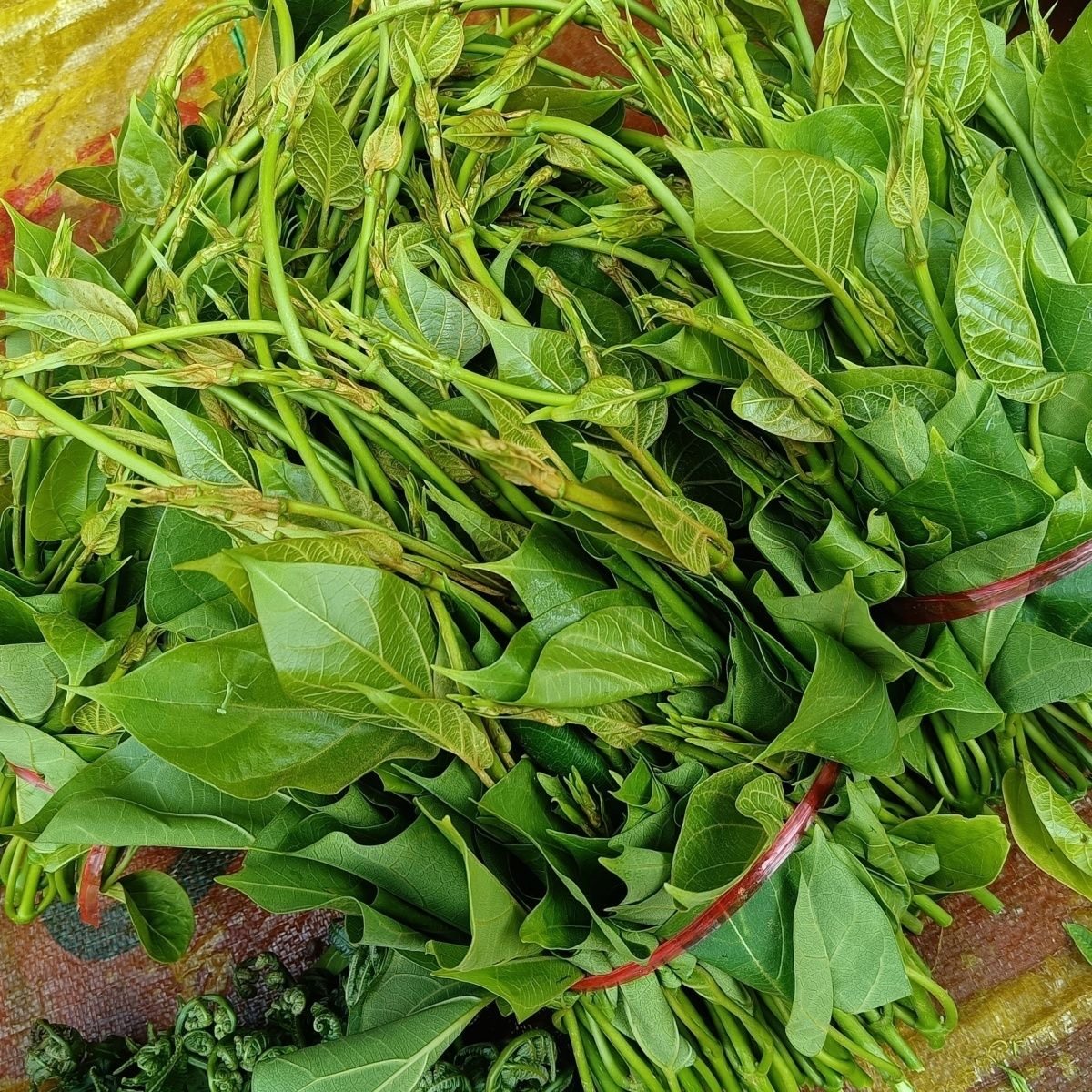 苦菜叶新鲜现摘泡沫箱加冰袋发货野生苦凉菜云南苦藤菜叶子非菜花