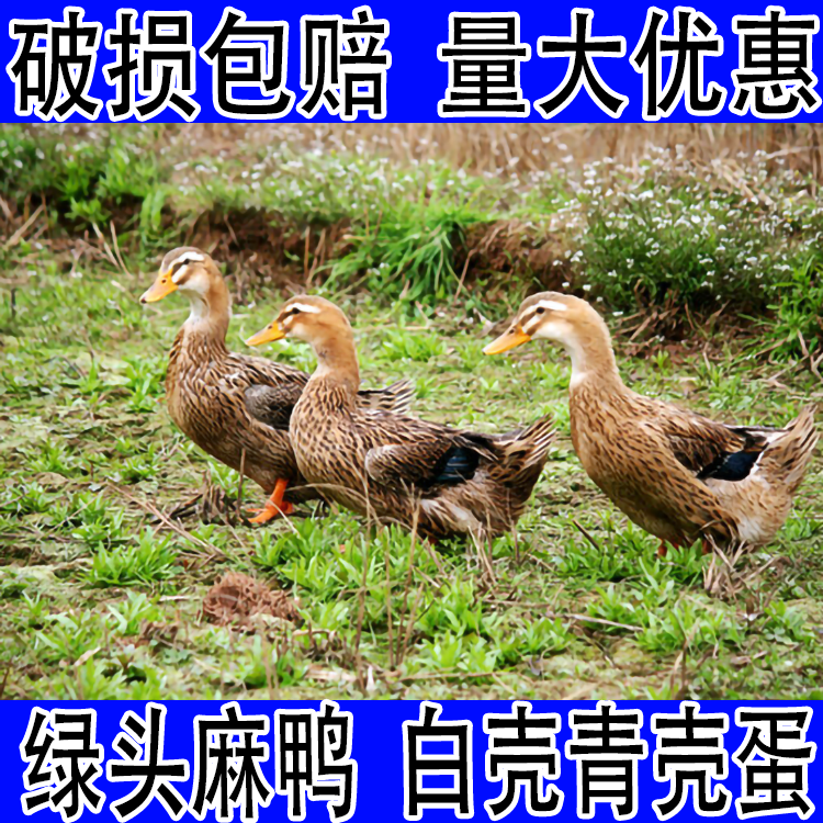 麻鸭蛋可繁殖公母混养蛋  大体型三花鹅蛋可繁殖公母混养蛋产蛋多