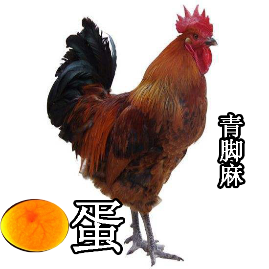 青脚麻鸡三黄鸡苏禽绿壳蛋芦花鸡五黑鸡土鸡红瑶鸡麻鸭蛋三花鹅蛋