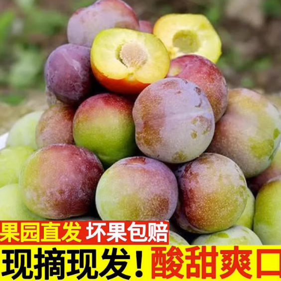 四川宜宾半边红李子脆甜茵红李脱骨李孕妇新鲜水果5斤屏山冰脆李