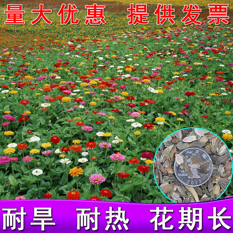 百日草花籽重瓣混色播种开花不断室外庭院路边景观矮杆节节高种子