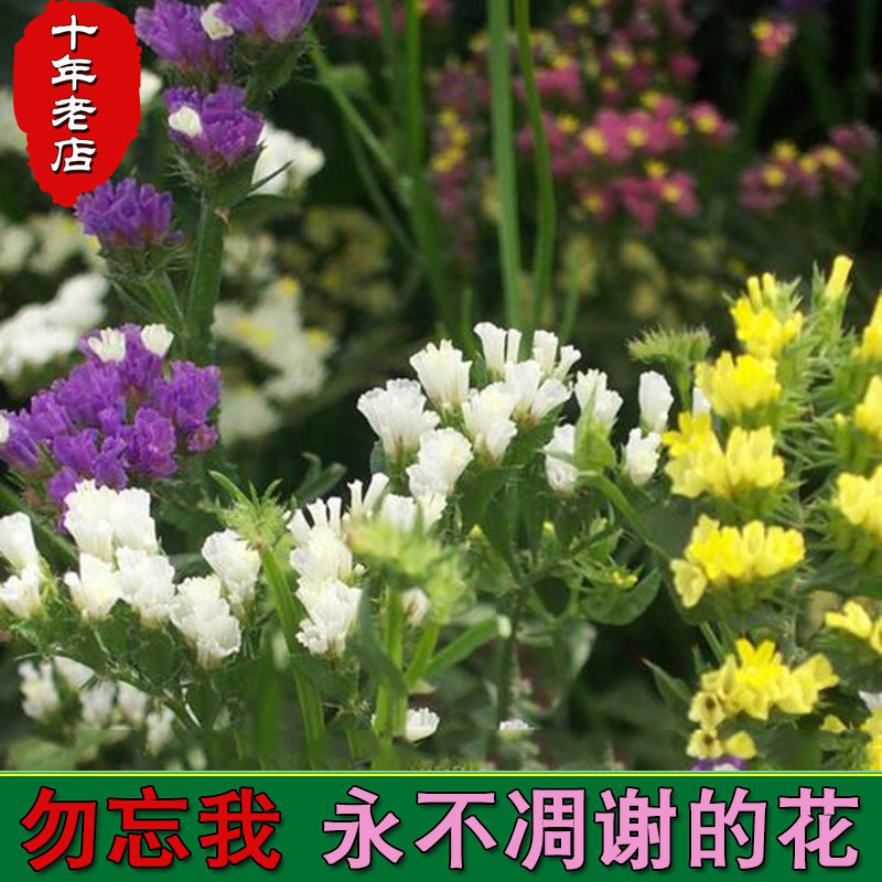 勿忘我花种子进口切花补血草多年生盆栽花卉四季开花勿忘草花种籽