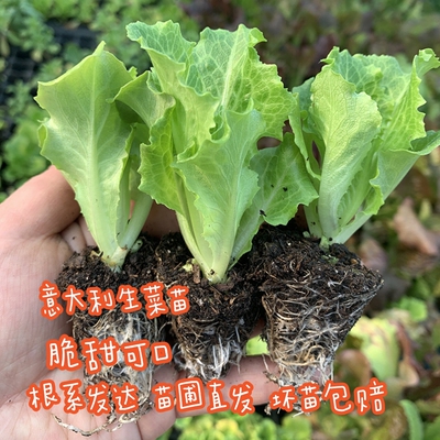 四季生菜秧苗意大利生菜奶油生菜苗玻璃生菜苗油麦菜苗耐寒蔬菜苗