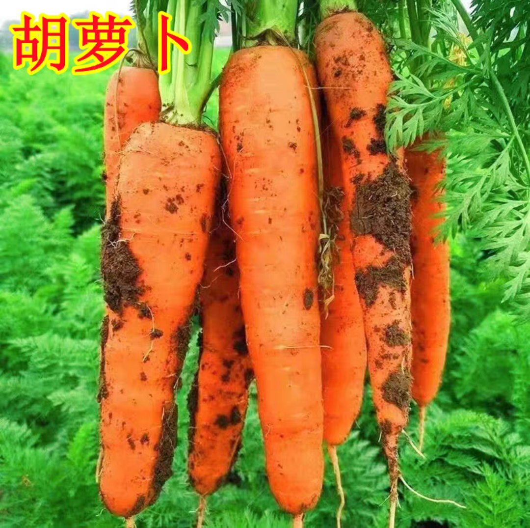胡萝卜苗水果胡萝卜苗四季蔬菜苗阳台盆栽种植生菜苗