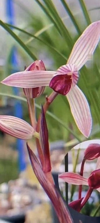 莲瓣传统品种兰花佳缘兰花花卉绿植盆景盆栽