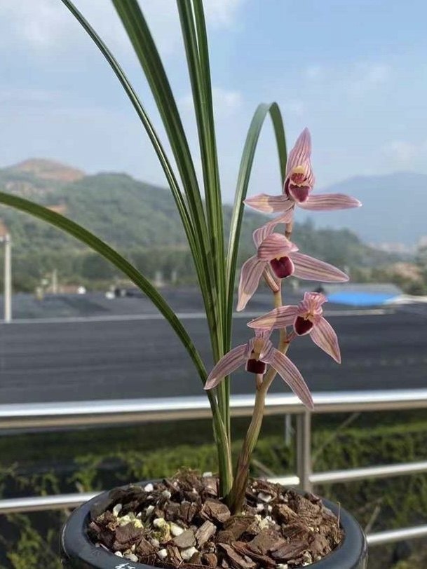 莲瓣兰花红艳兰花花卉绿植盆景盆栽兰花