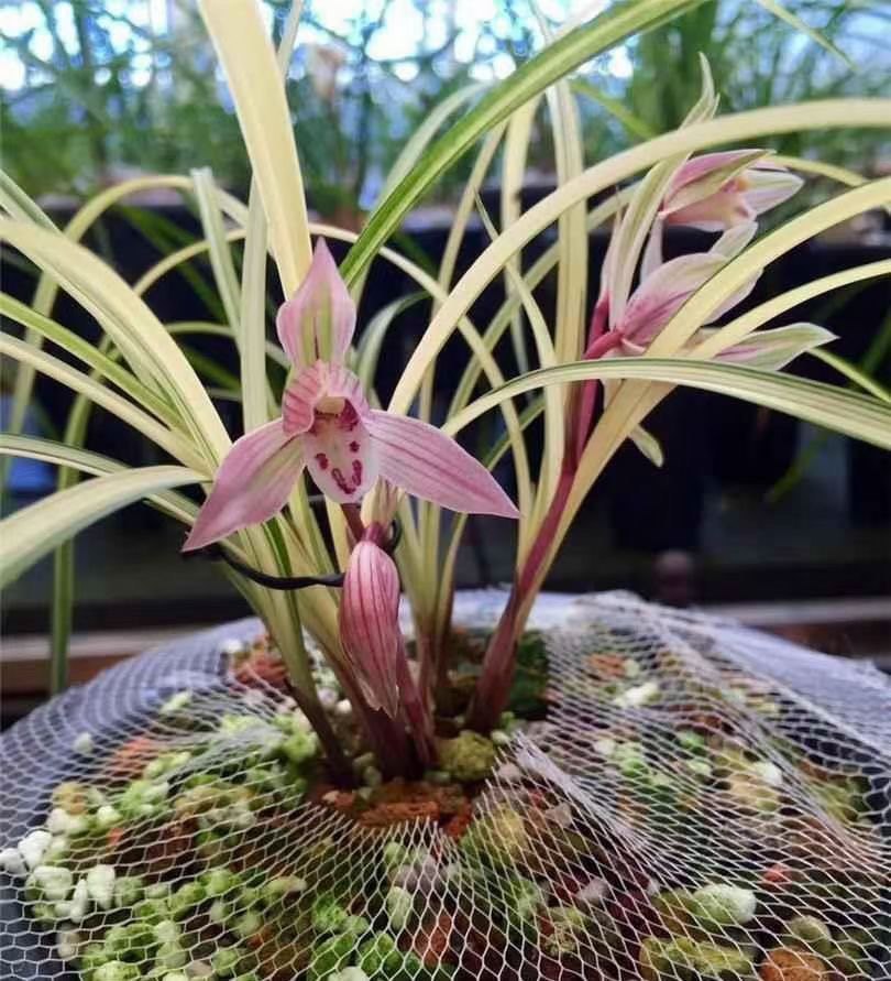 莲自产自销艺草兰花大丽之华北极星秋芝边草等艺草