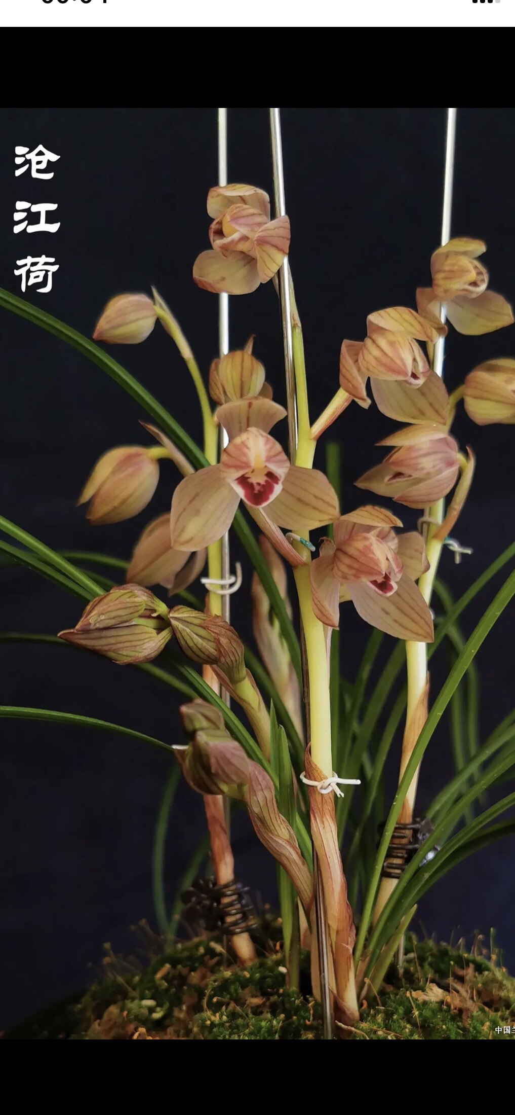 自产自销传统莲瓣兰花沧江荷兰花花卉绿植盆景盆栽