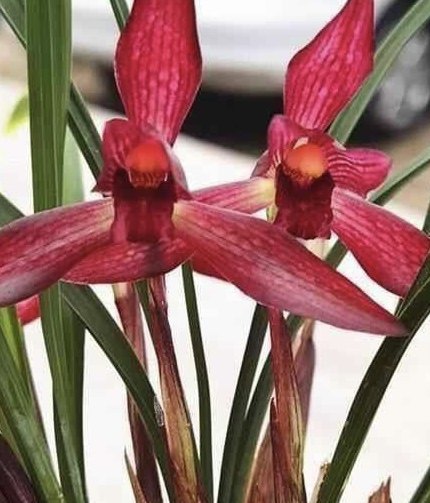 自产自销兰花红塔宝石花卉绿植盆景盆栽,鲜花速递/花卉仿真/绿植园艺,时令草本花卉,淘宝优惠券,粉丝福利购,淘宝优惠卷