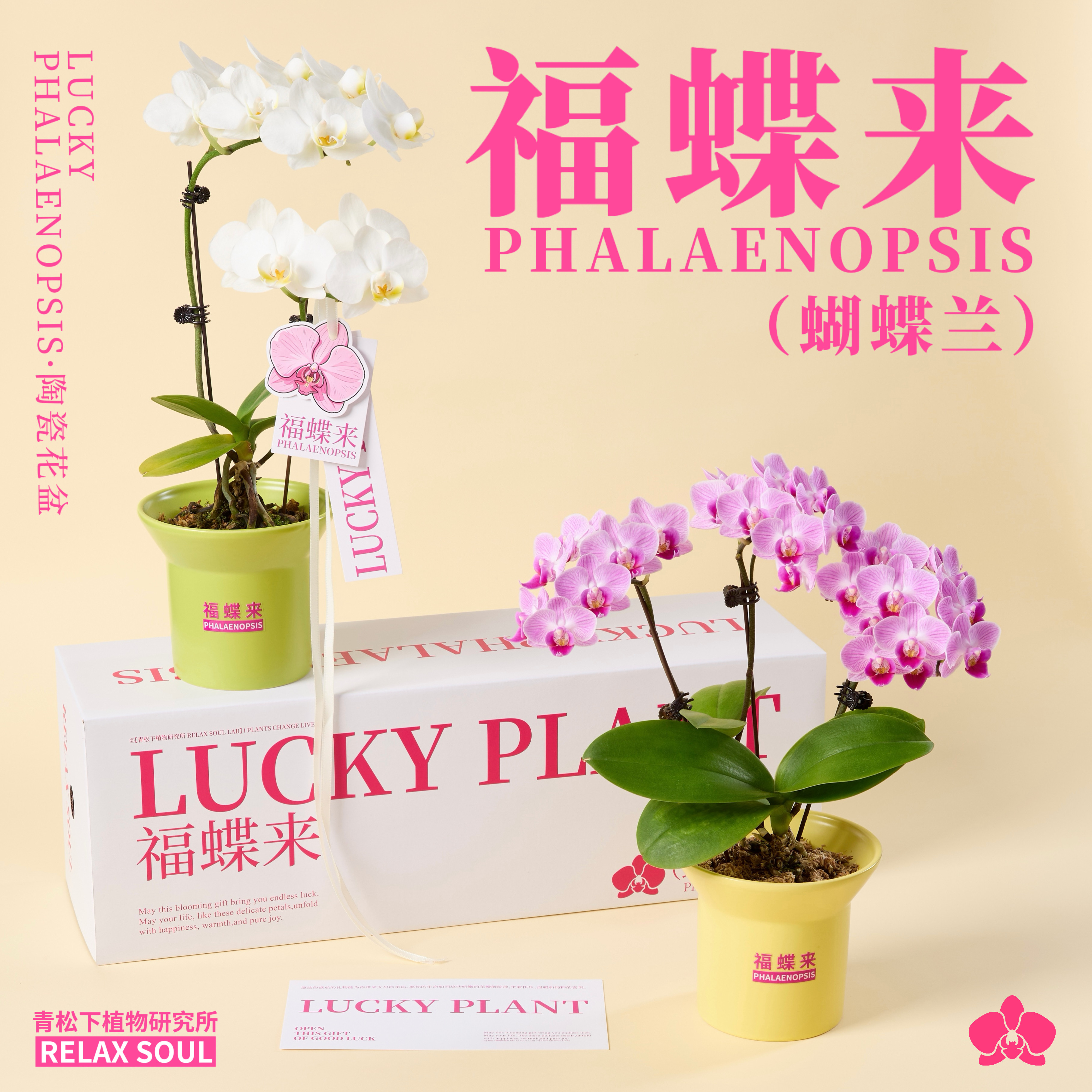 青松下-福蝶来 蝴蝶兰盆栽带花苞四季长花期植物花卉送人高级礼物